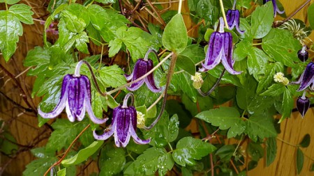 ФАСЦИНЕЙШН (Fascination)   нет